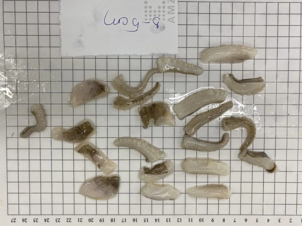 Vietnam top quality frozen octopus small cut