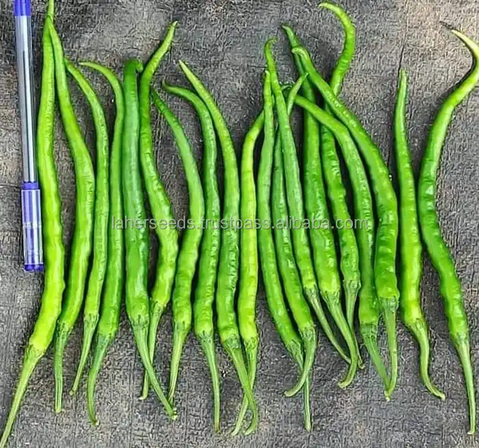 
22 TO 24 CMS LONG HYBRID CHILLI SEEDS FOR GREEN PURPOSE 