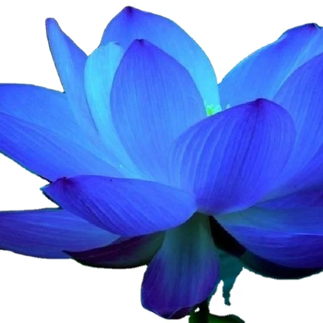 Blue Lotus Absolute Oil Aroma Oil
