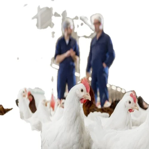 Large Span Steel Structure Fabrication Chicken Shed