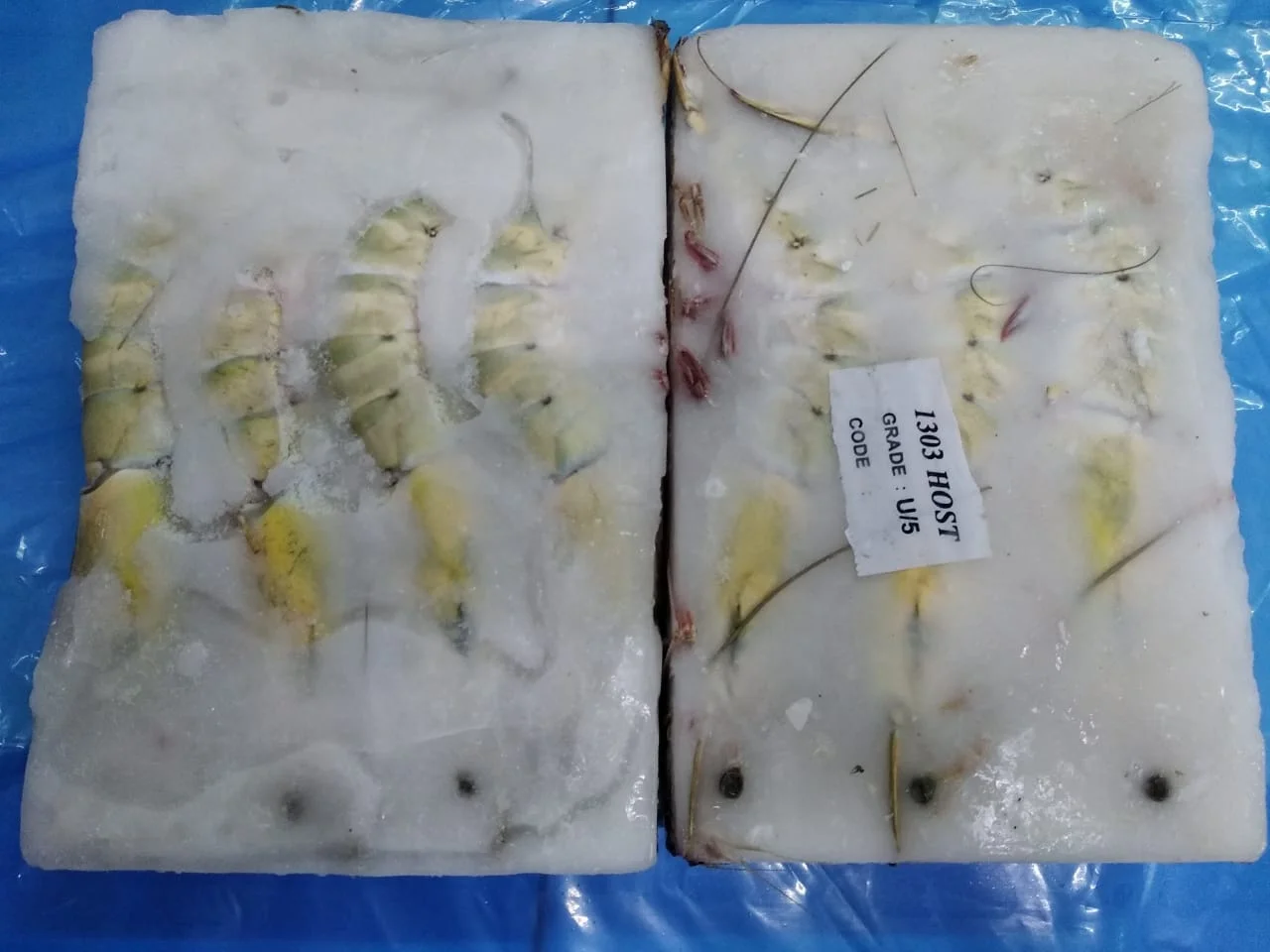 Frozen Sea Tiger Head on Shell on Shrimp Standard Quality