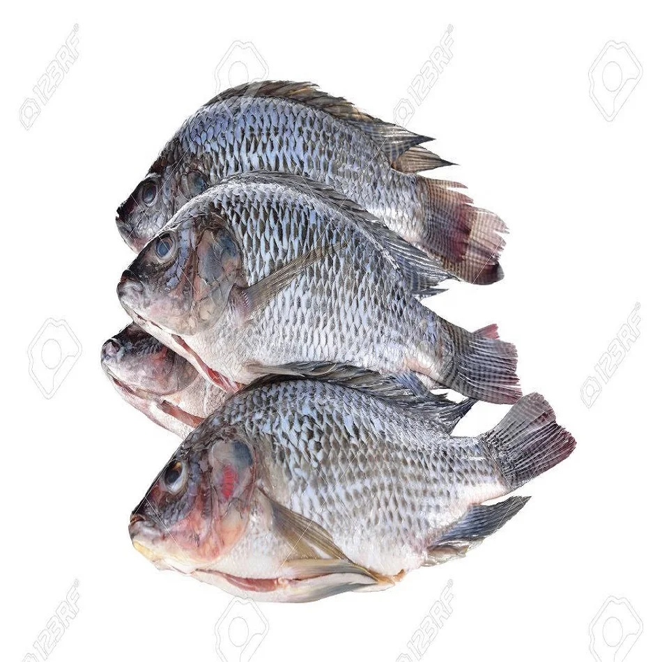 Wholesale frozen fish mackerel exporters fresh frozen red tilapia fish