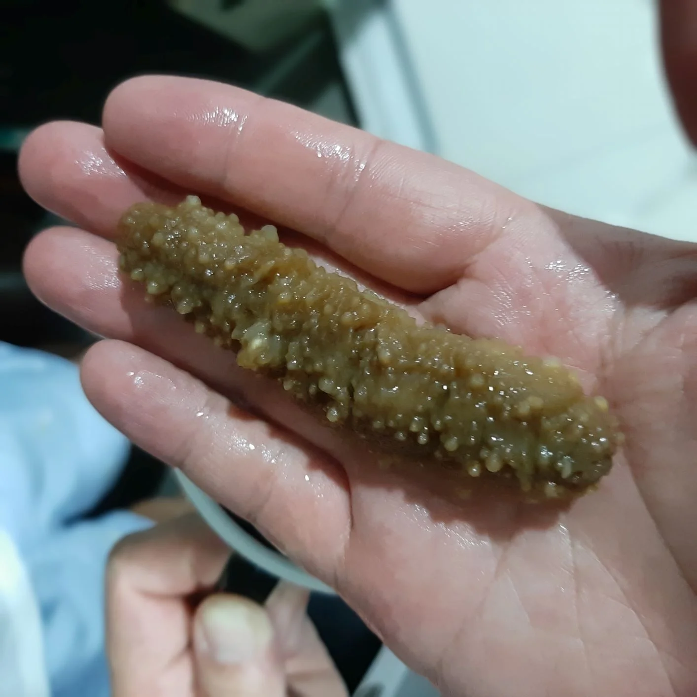 Высококачественный морской огурец без добавок