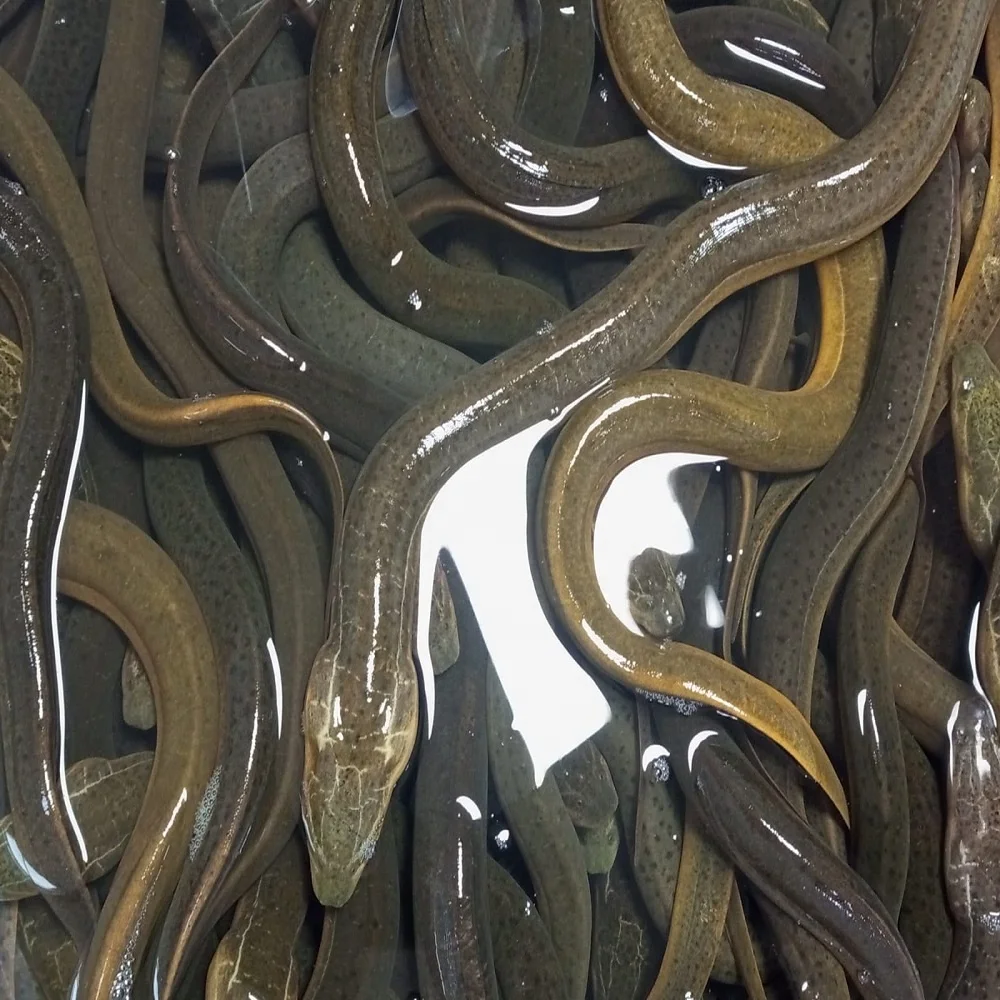 Halal and sweet water Bangladeshi Local Swamp mud Eel Fish Alive eel fish for china Hong Kong Vietnam south Korean live eel fish