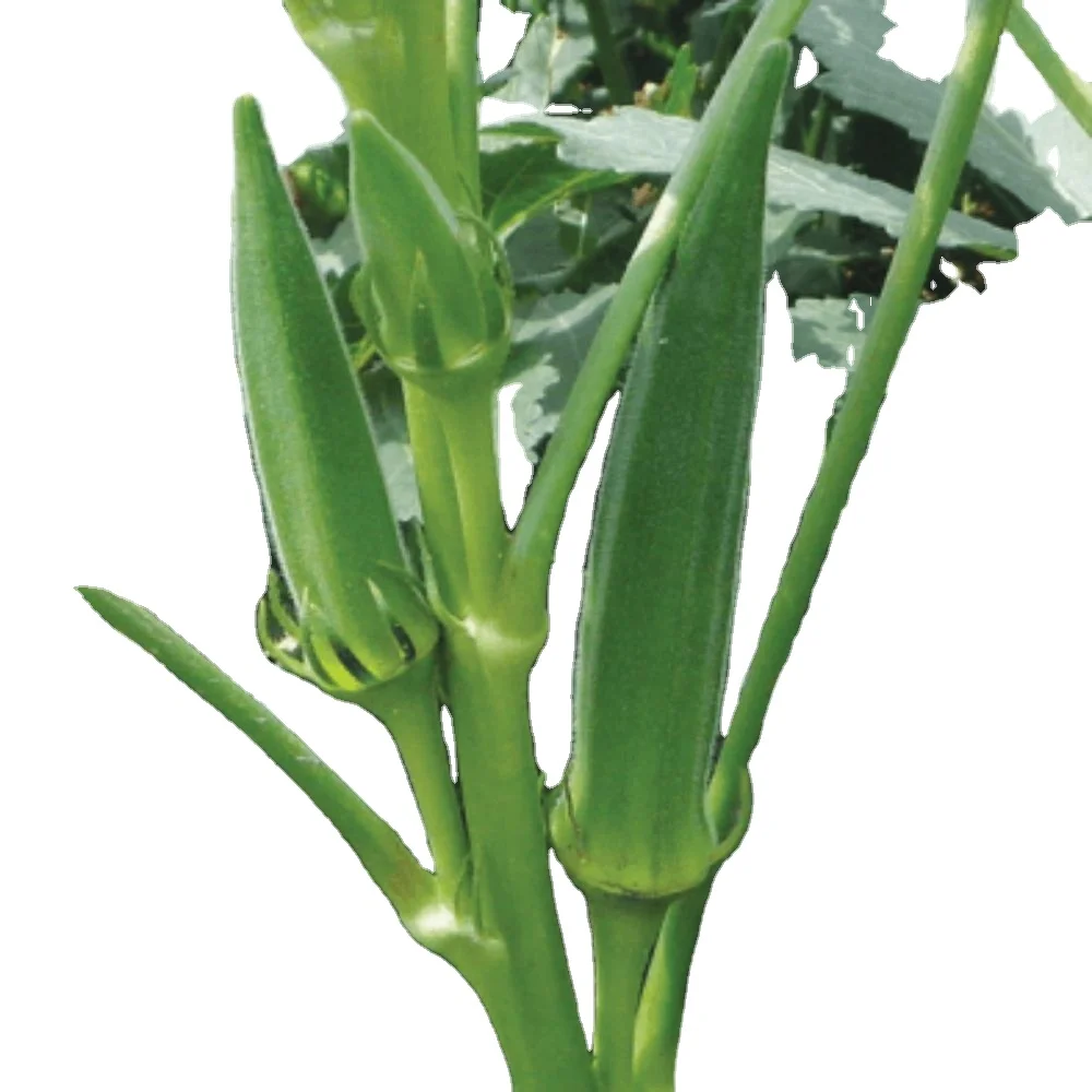 Indian green okra
