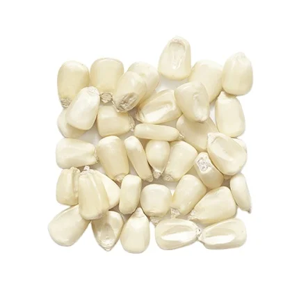 Top Quality White Corn(White Maize)