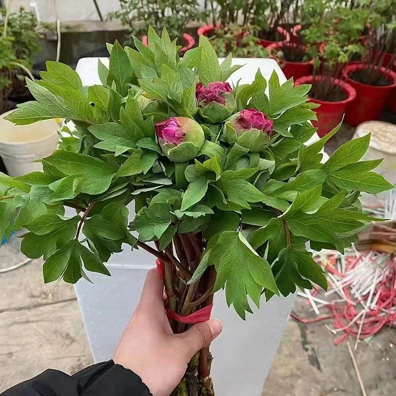Fresh Cut Herbaceous Peony Flowers Long Term Red Purple pink Colors