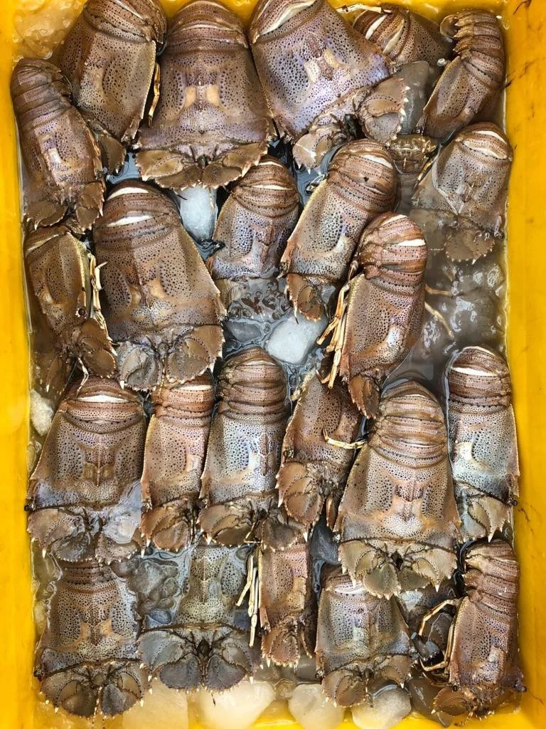 TOP QUALITY FROZEN SAND LOBSTER FROM INDIA