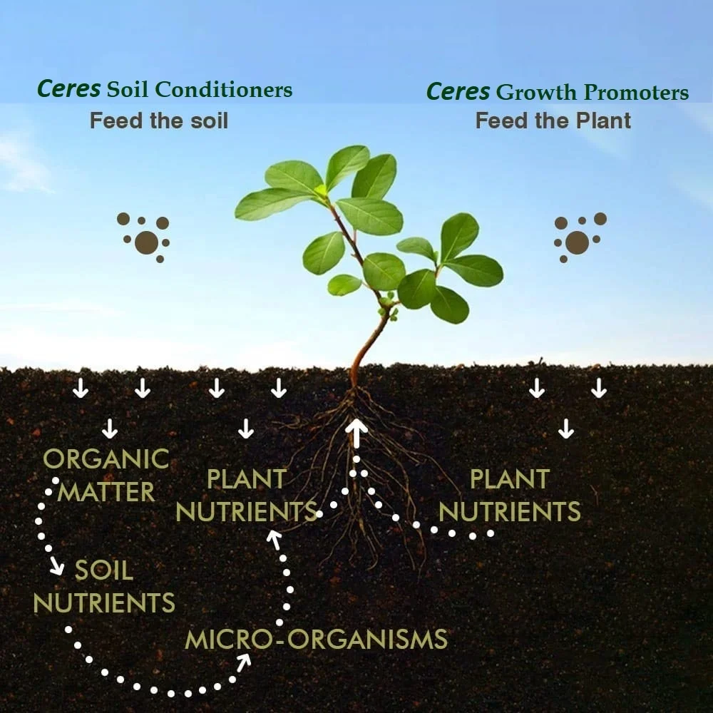 Good Quality Humic Acid+amino Acid+npk Compound Granular Organic Fertilizer Customization Possible Granules Indian Manufacturer