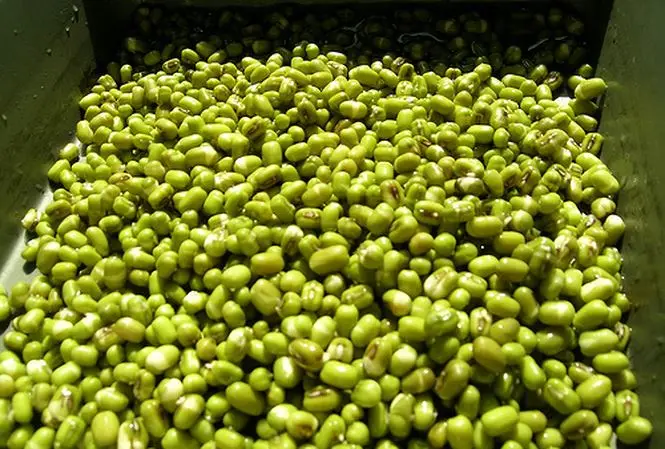 Vietnam green mung bean starch price / Mung bean flour