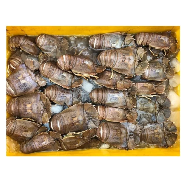 TOP QUALITY FROZEN SAND LOBSTER FROM INDIA