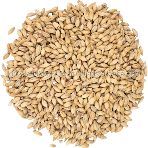 Barley for Animal Feed Available Export