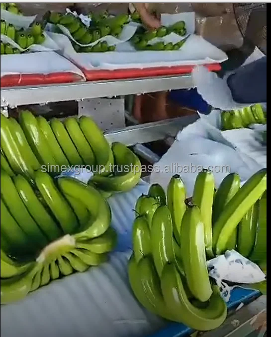 Best quality Cavendish banana fresh bananas fresh green banana for export tropical fruit organic 100%