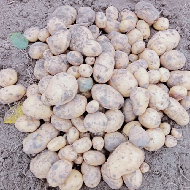 High Quality Fresh Potatoes at Low Cost for Wholesale from India