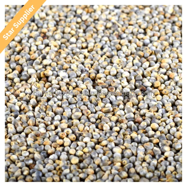 Зеленое просо/Bajra Agri Products индийский экспортер для потребления человеческих