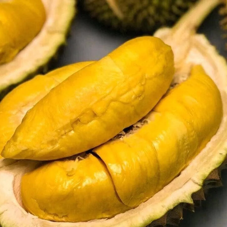 [New Product 2023] Fresh Durian Vietnam - New Arrival With High Quality Wholesale Best Price