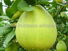 Лидер продаж помело из 2022 зеленой кожи сделано в Вьетнаме Заводская цена и премиальное качество/Nick + 84 971 640