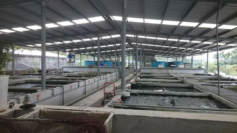 
Farm bred Aulonocara sp. Mamelela African Malawi Cichlids For sale 