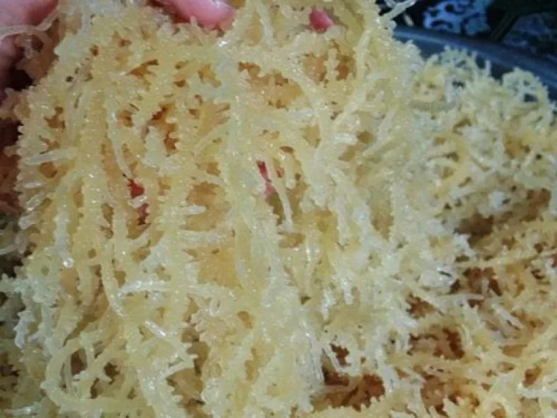 Vietnamese SEA MOSS Premium Seaweed from Vietnam
