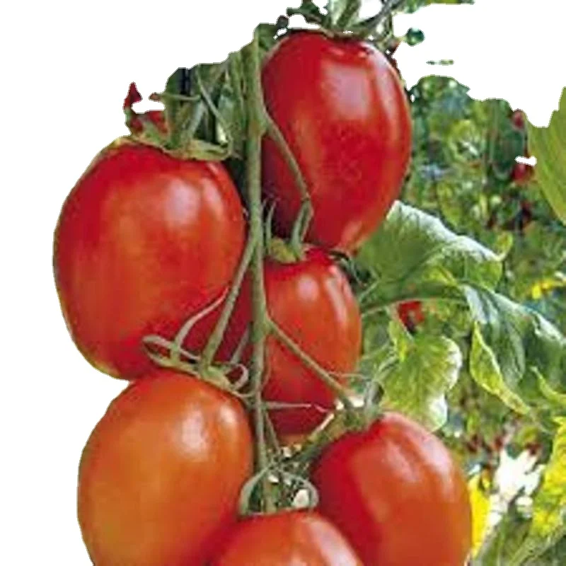 Хорошее качество OP Verity of Tomato Moneymaker по