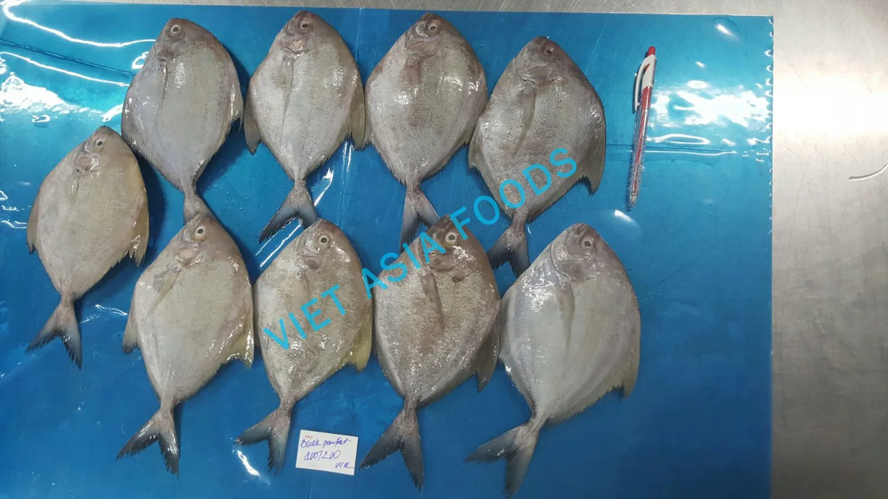 
(NEW PRODUCT) Fish Product Type FROZEN BLACK POMFRET ON SALES From VAFCO 