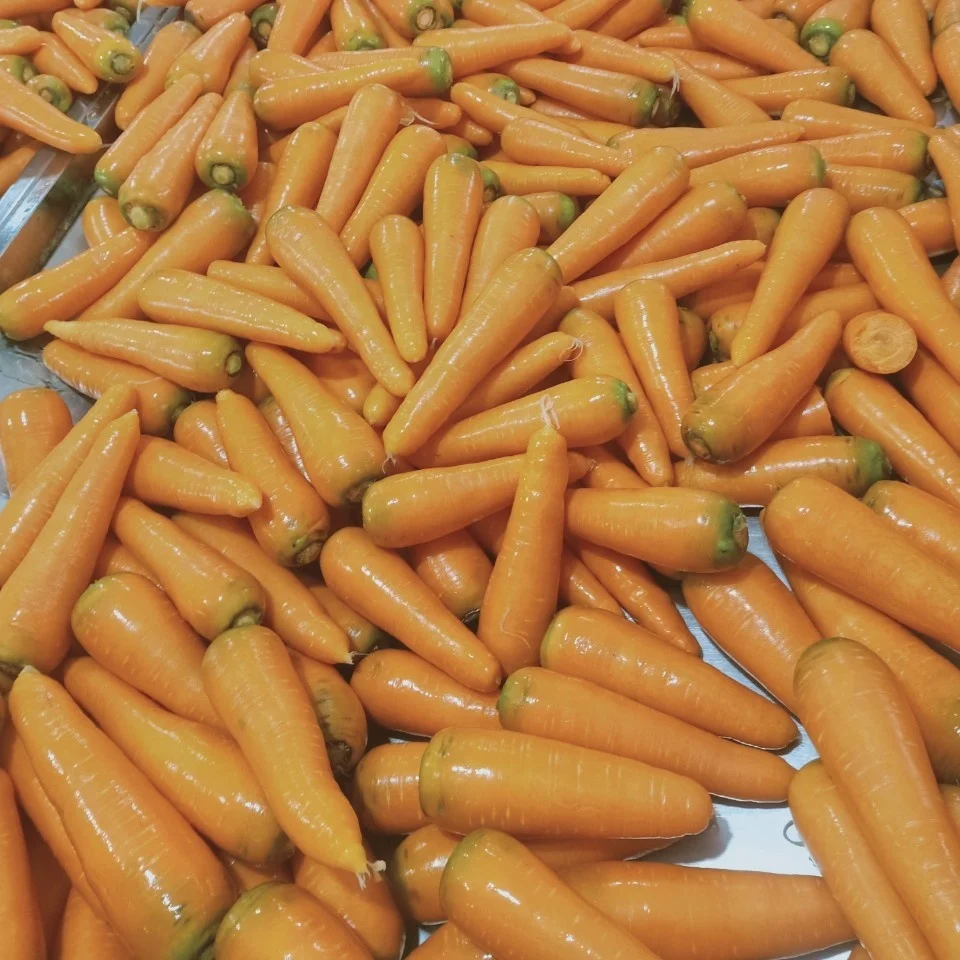 Vietnam fresh carrot