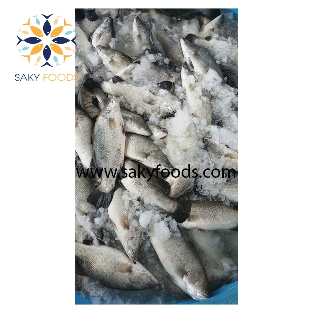 high quality frozen barramundi fish for exported to US
