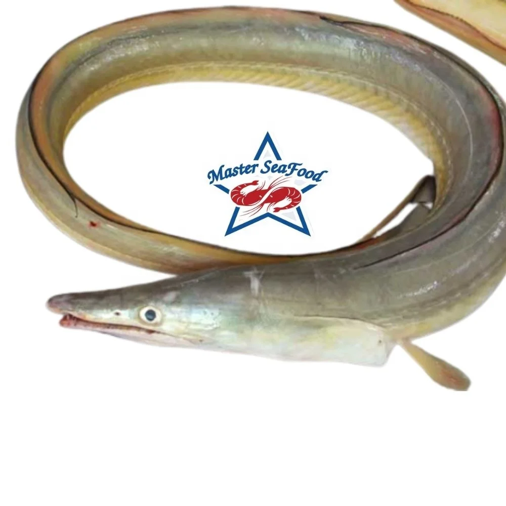 Yellow  Eel  Fish Fresh Master Seafood Hot Sale Premium Quality Bangladeshi Origin  Size 3KG to 10KG gutted Conger Eel
