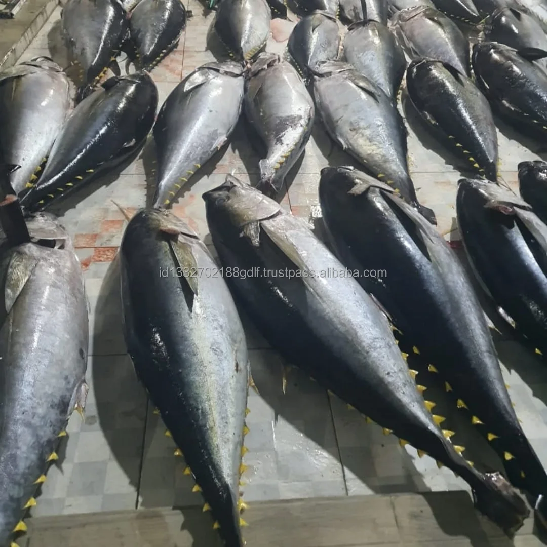 Hot Selling Fresh Seafood Frozen Tuna Medallion Yellow Fin Tuna Fish Fillet Export From Indonesia