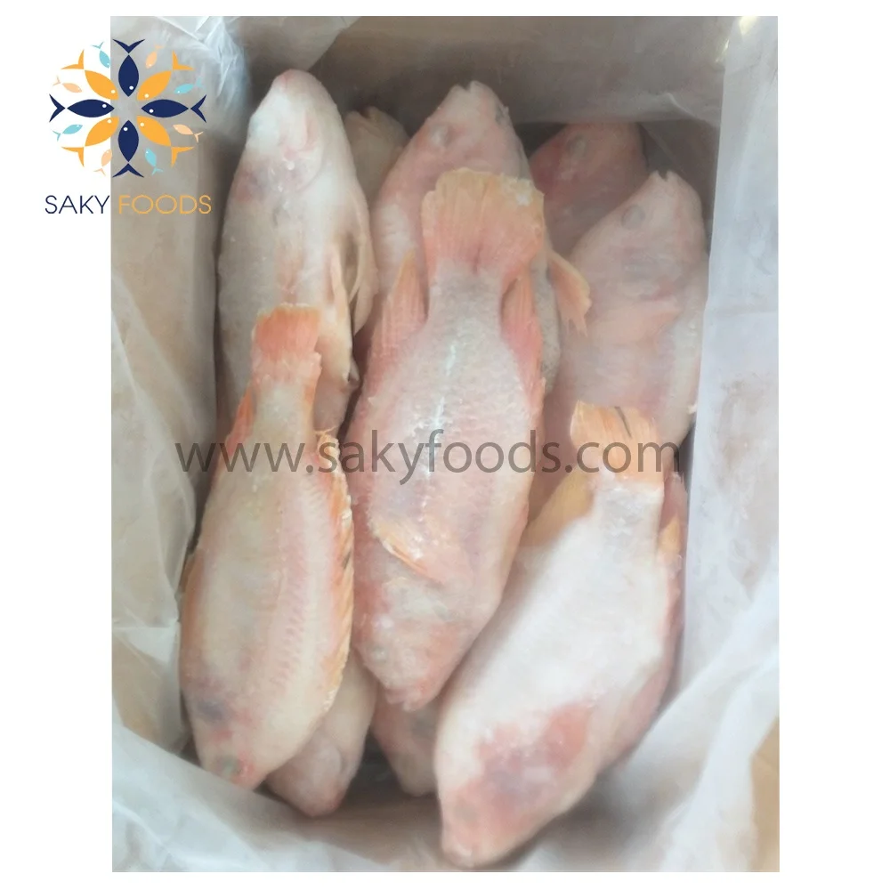 Frozen Whole Round Red Tilapia Fish
