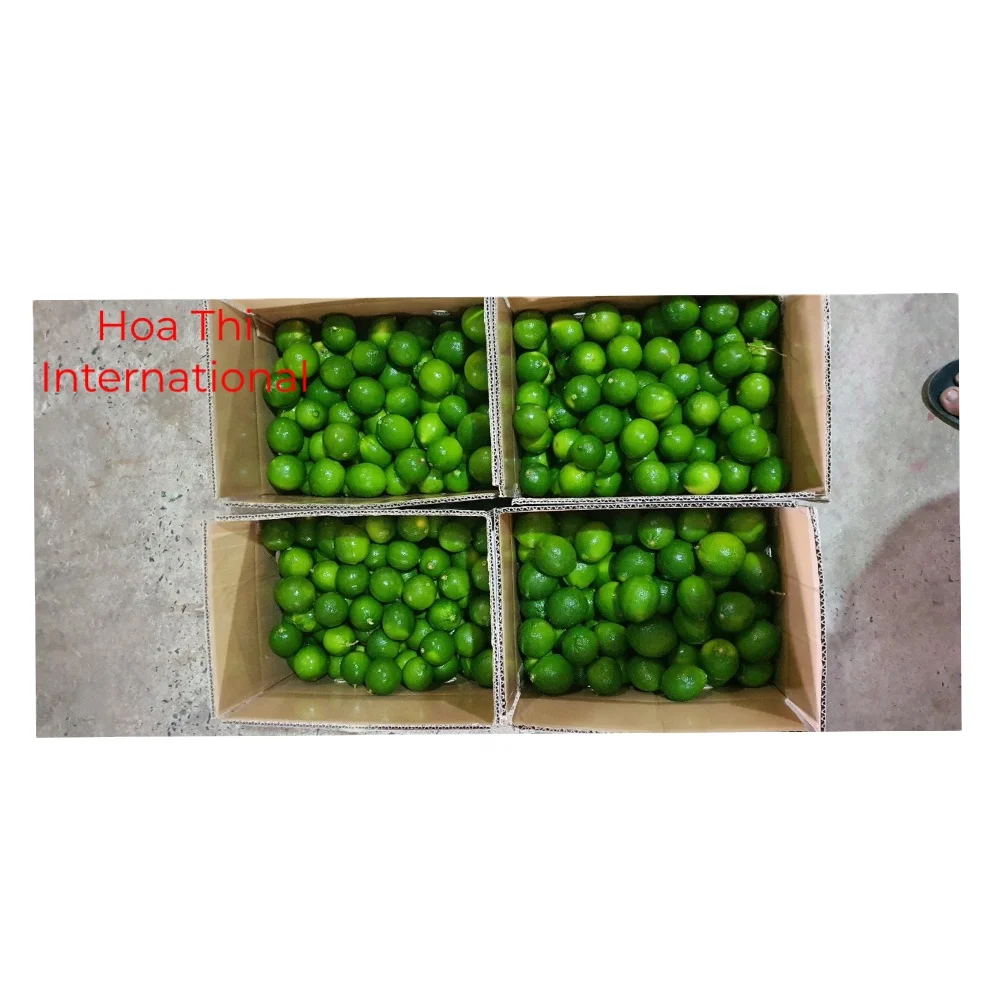 Fresh Fruit Seedless Maturity Natural Good Quality Big Sour Taste Size 5cm 12 Months Shell Life Full Vitamin C Green Lemon Lime