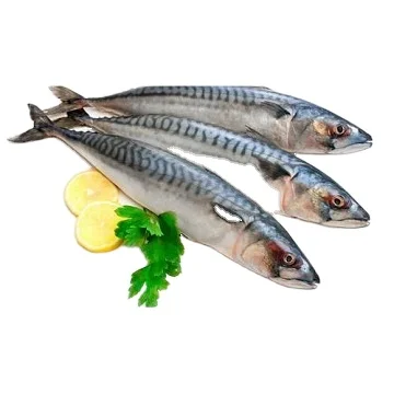 Конская скумбрия/свежая замороженная скумбрия 400-600