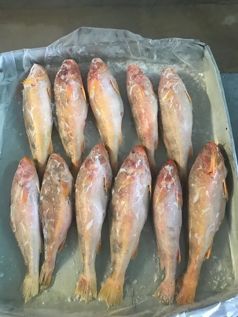 CHEAP FACTORY PRICE INDIAN SUPPLY TT CROCKER SEAFOOD