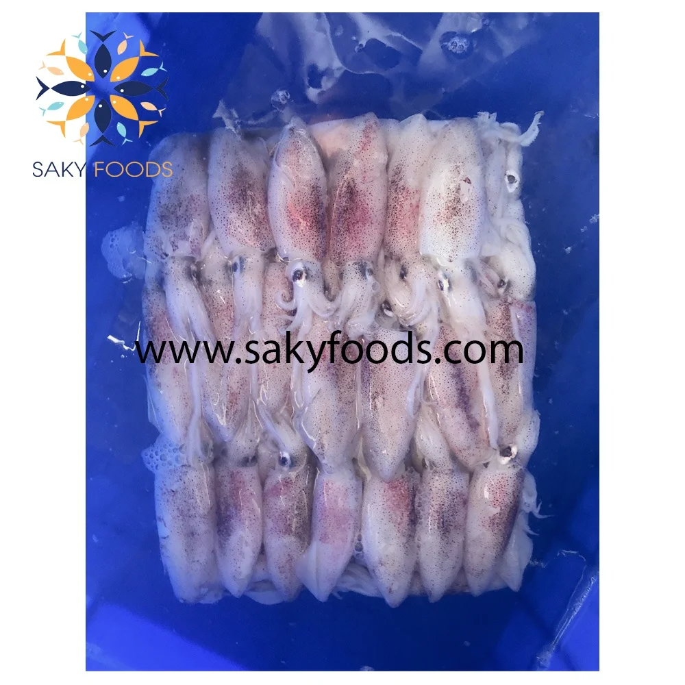 HIGH QUALITY GOOD PRICE FROZEN LOLIGO SQUID FOR  EXPORTED QUALITY