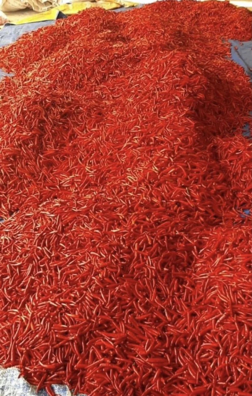 High Standed Vietnam Power Chili Hot Spicy Red Powder Chili Pepper Wholesale