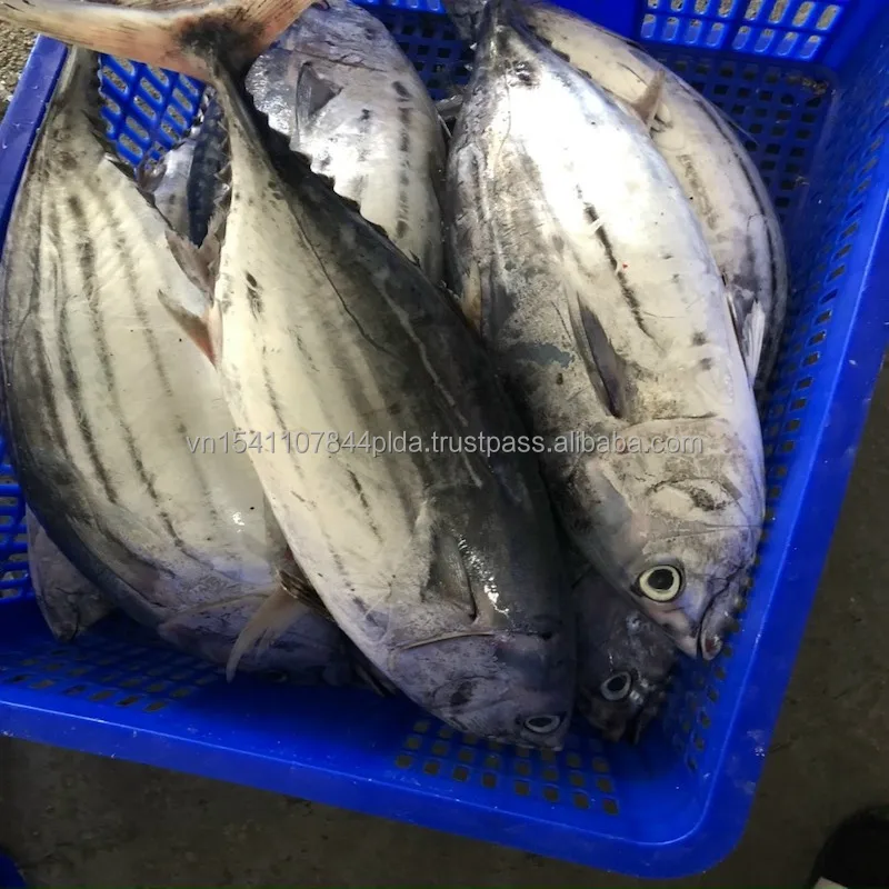 Best quality frozen whole round striped tuna from Viet Nam
