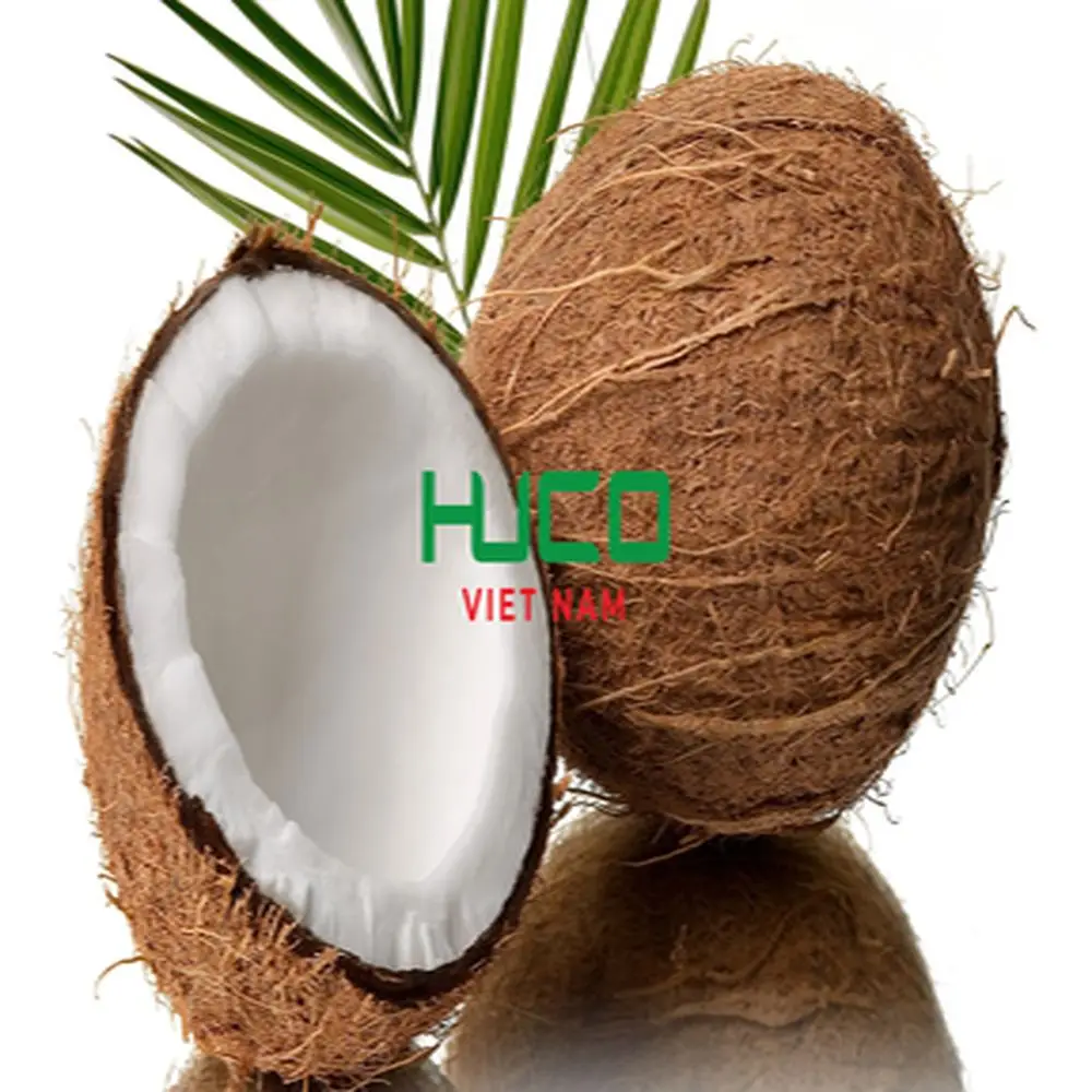 Cheap Price High Quality fresh coconut - fresh sweet young coconut organic from Vietnam