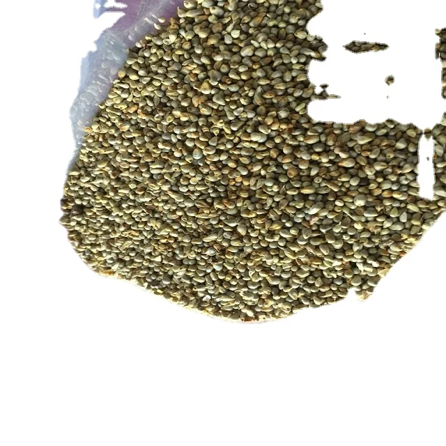 Green millet for animal feed  available from India for export