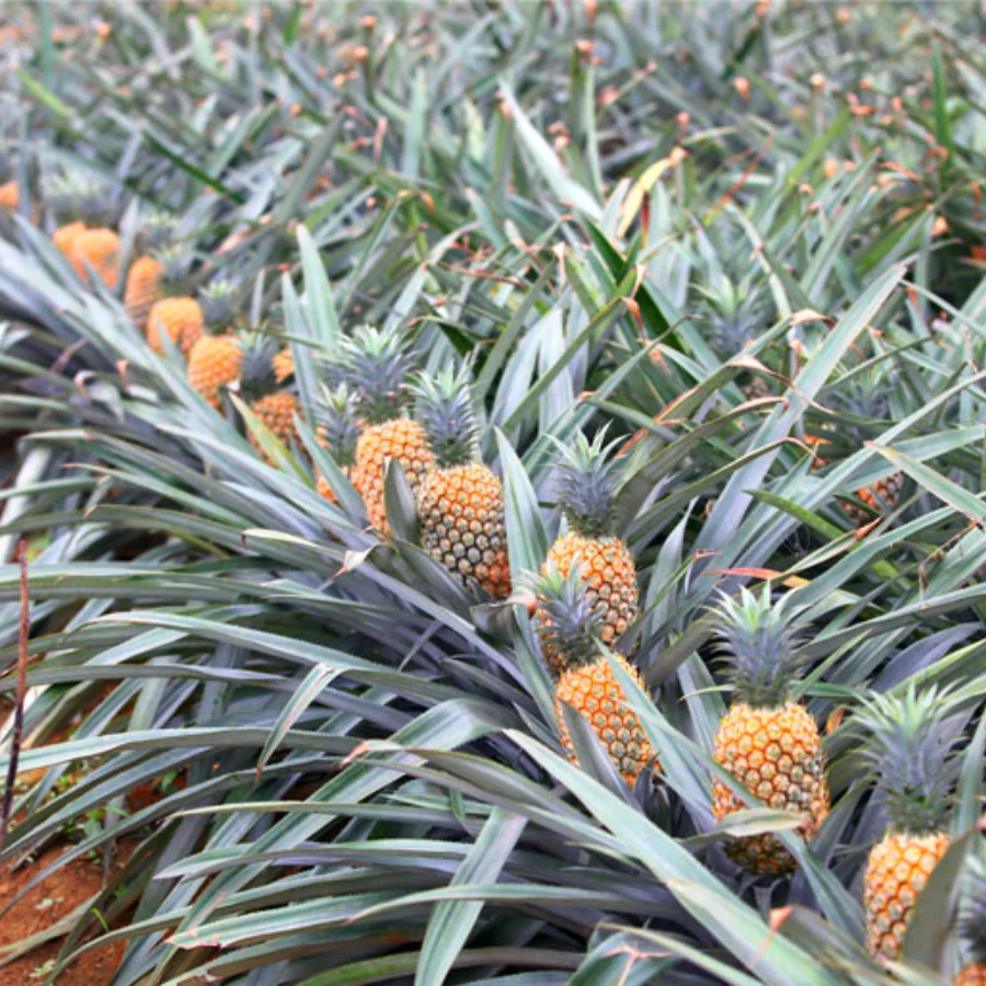 [Лидер продаж 2022] Свежий ананас высокого качества, оптовая продажа, хорошая цена, 100% из Вьетнама