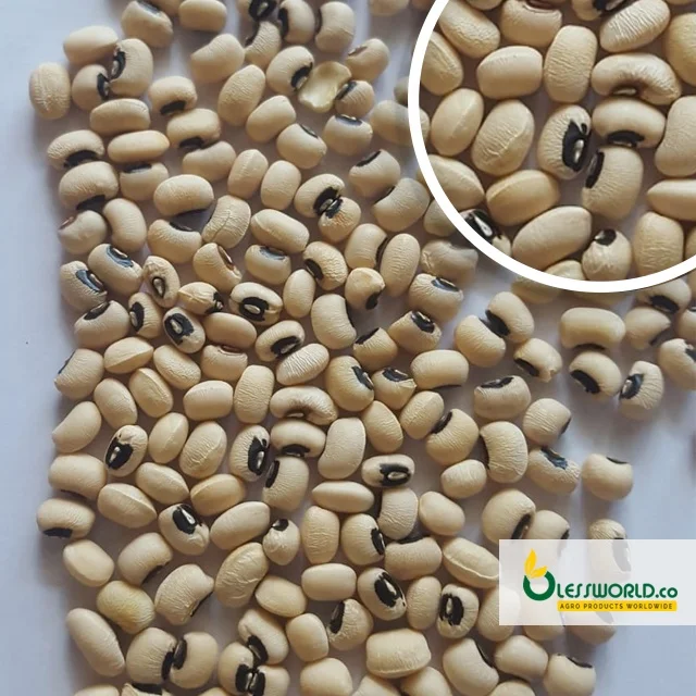 New crop black eye bean/white cow pea bean для продажи, натуральный сушеный черный глаз