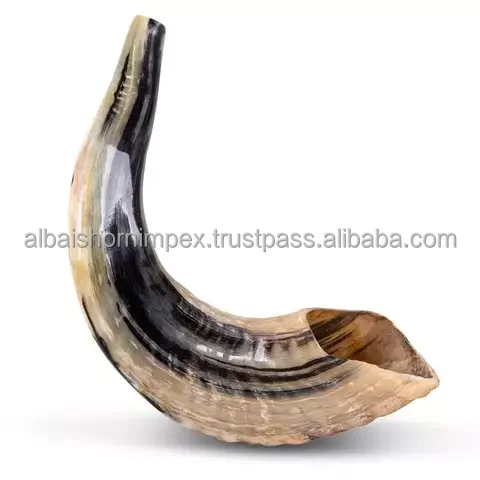 large Horn shofar Classic high Sounding Battle Sound Cattle with leather strip bugle shofar from India wholesaler vintage stock