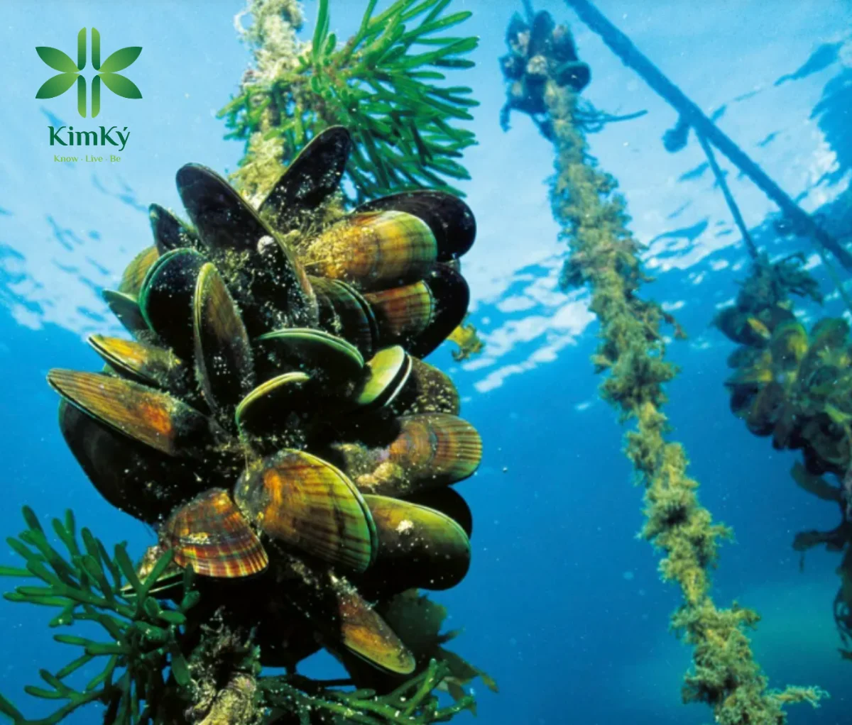 VietNam Brand New Eco Friendly Solution With Farming Coconut Fiber Suitable For Mussel Farming And Has Many Applications 2024