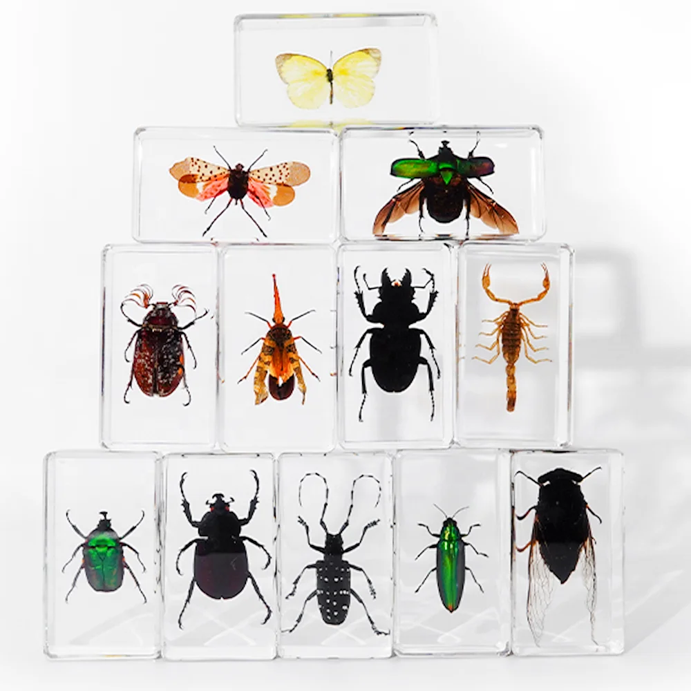 Набор из натуральных жуков