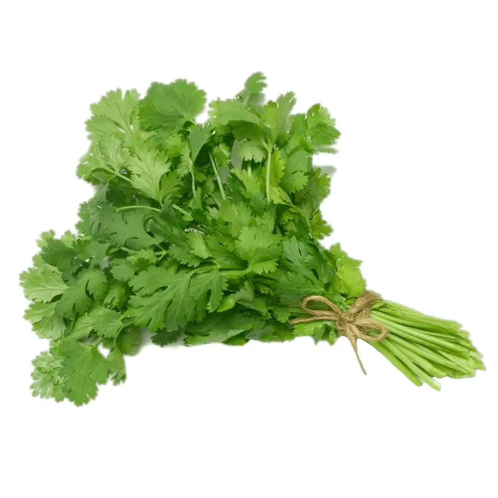 Pure & Natural Organic Coriander Seed Essential Oil Wholesale Supplier In India Manufacturer Fragrance Oil Bulk Supplier Export