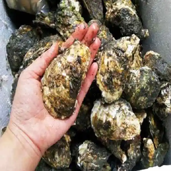 
1KG Weight Catch Area Bulk / Vacuum Pack Frozen Style Bivalves (oyster) origin from Vietnam 
