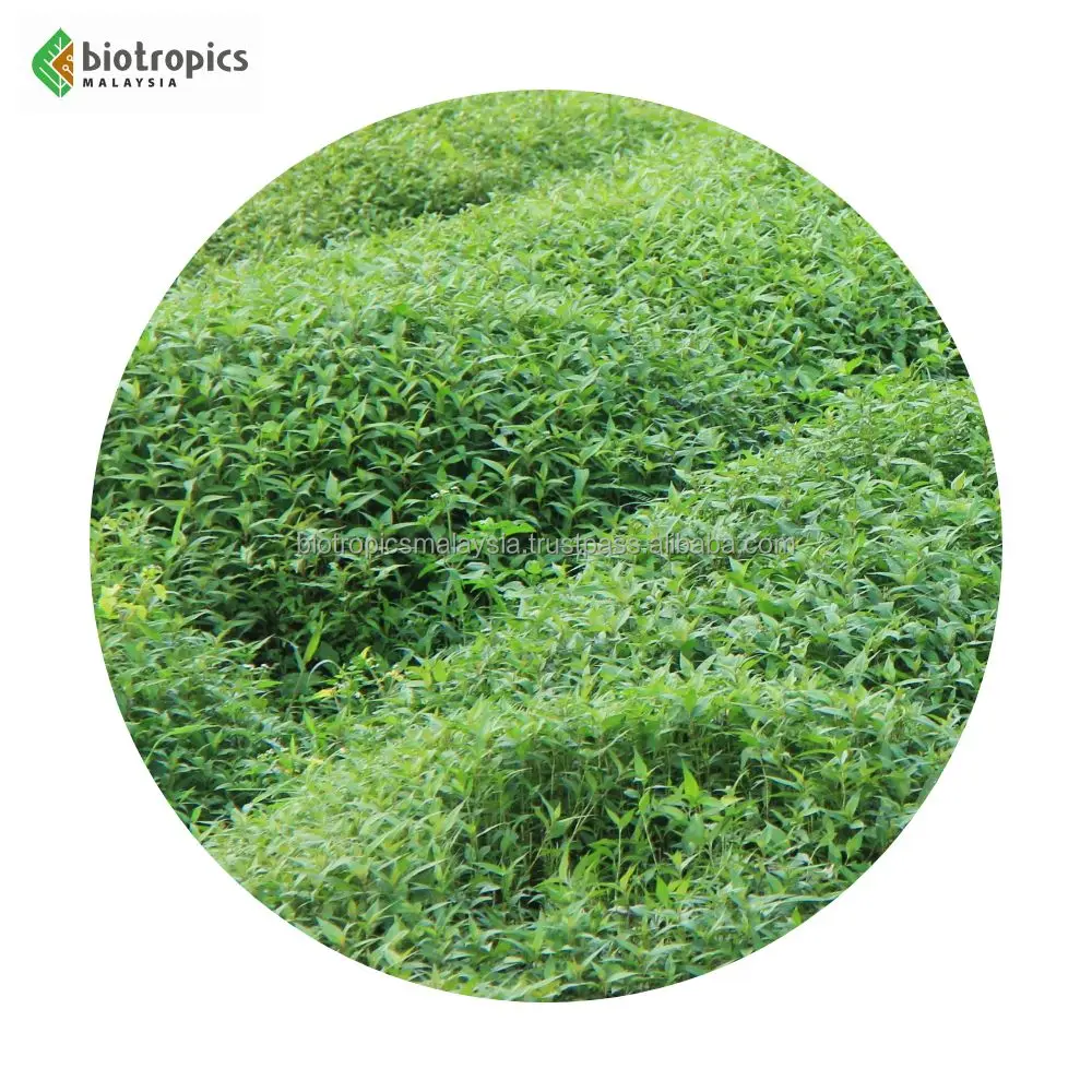 Malaysia Herbal Extract Ingredient Kesum (Polygonum minus/Persicaria minor) In Powder Form Leaf Part High Antioxidant