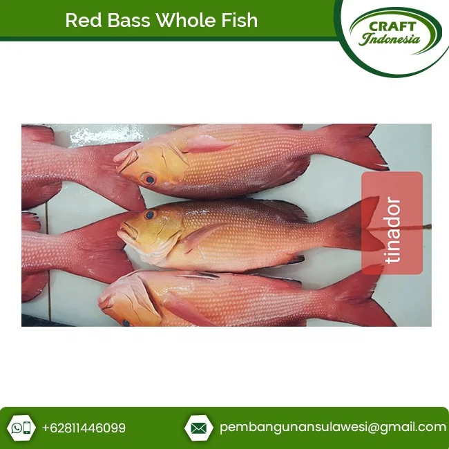 Direct Factory Supply Frozen Seafood Red Bass Fillet Fish at Great Price
