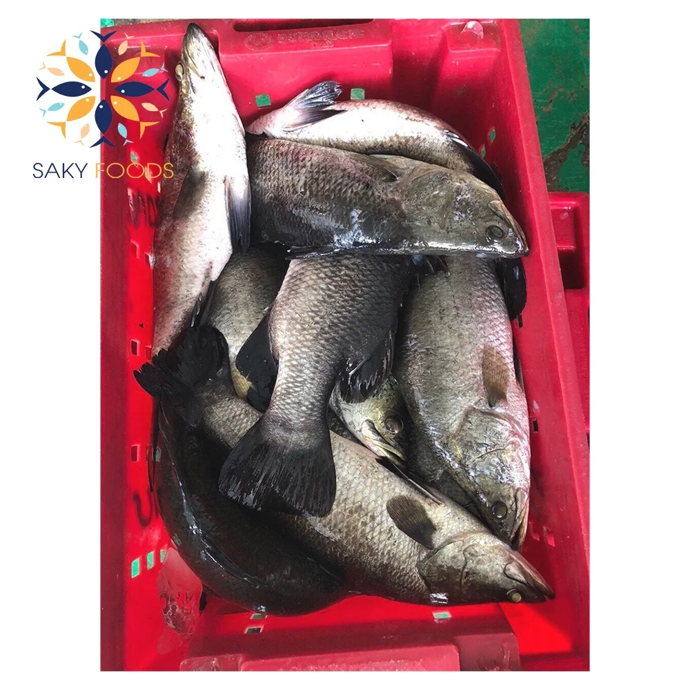 high quality barramundi fish