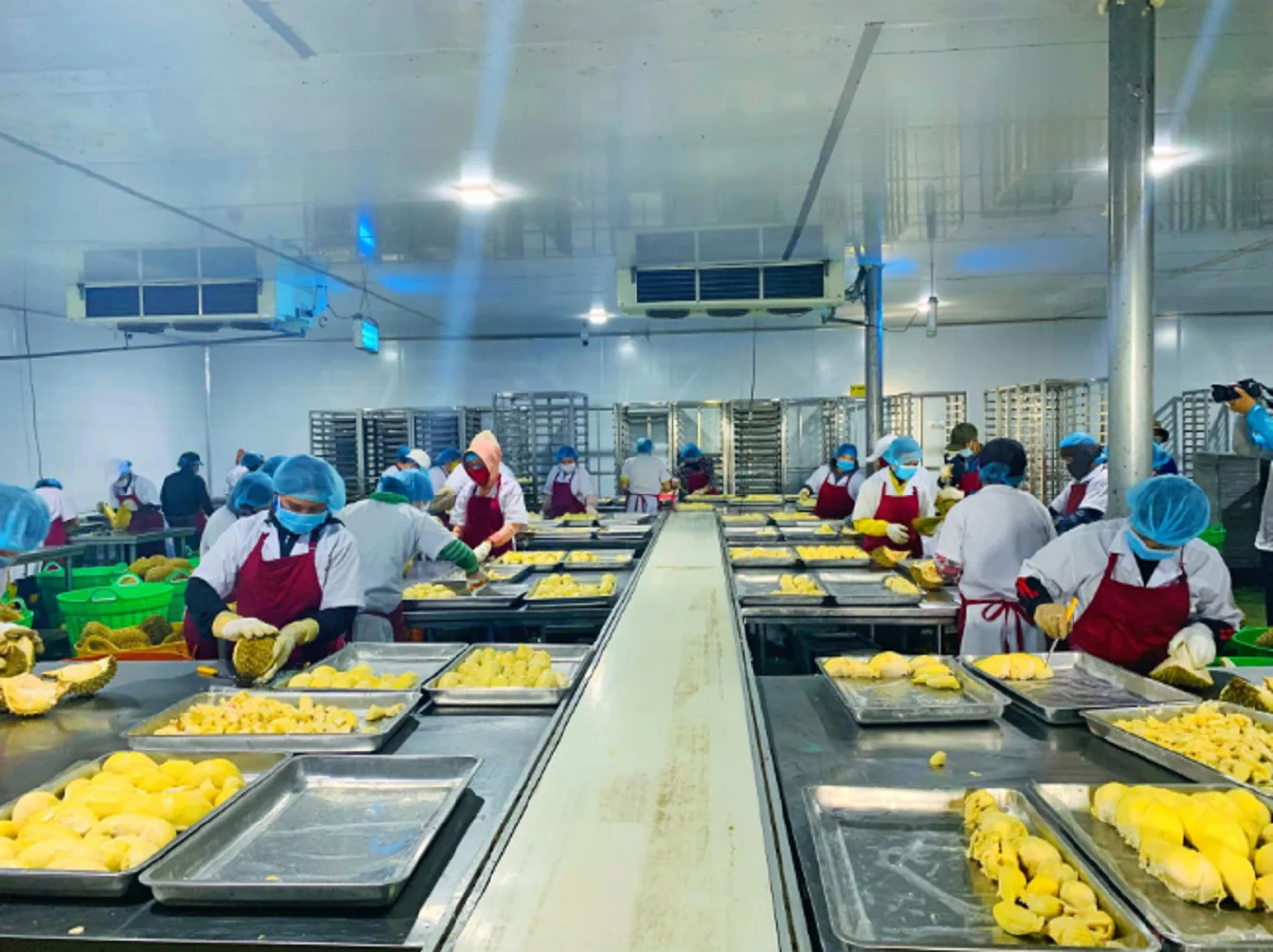 Top Vietnam Supplier Durian Fresh Premium Quality Fresh Whole Piece Frozen Pulp Durian