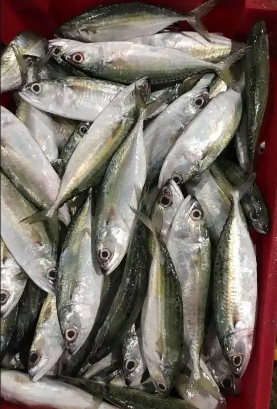 High Quality Halal Frozen Chicken/Feet/Paws Best 100% Purity Frozen Processed Chicken Feet From Pakistan